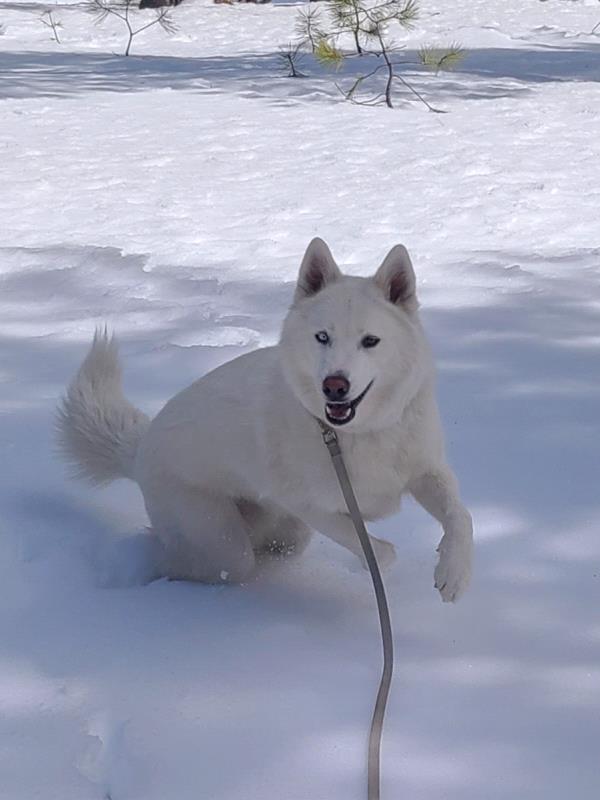 /Images/uploads/Paws 4 A Cause/paws4acause/entries/33822thumb.jpg